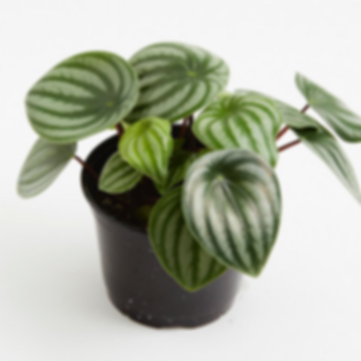 Watermelon peperomia, ornamental, 5"