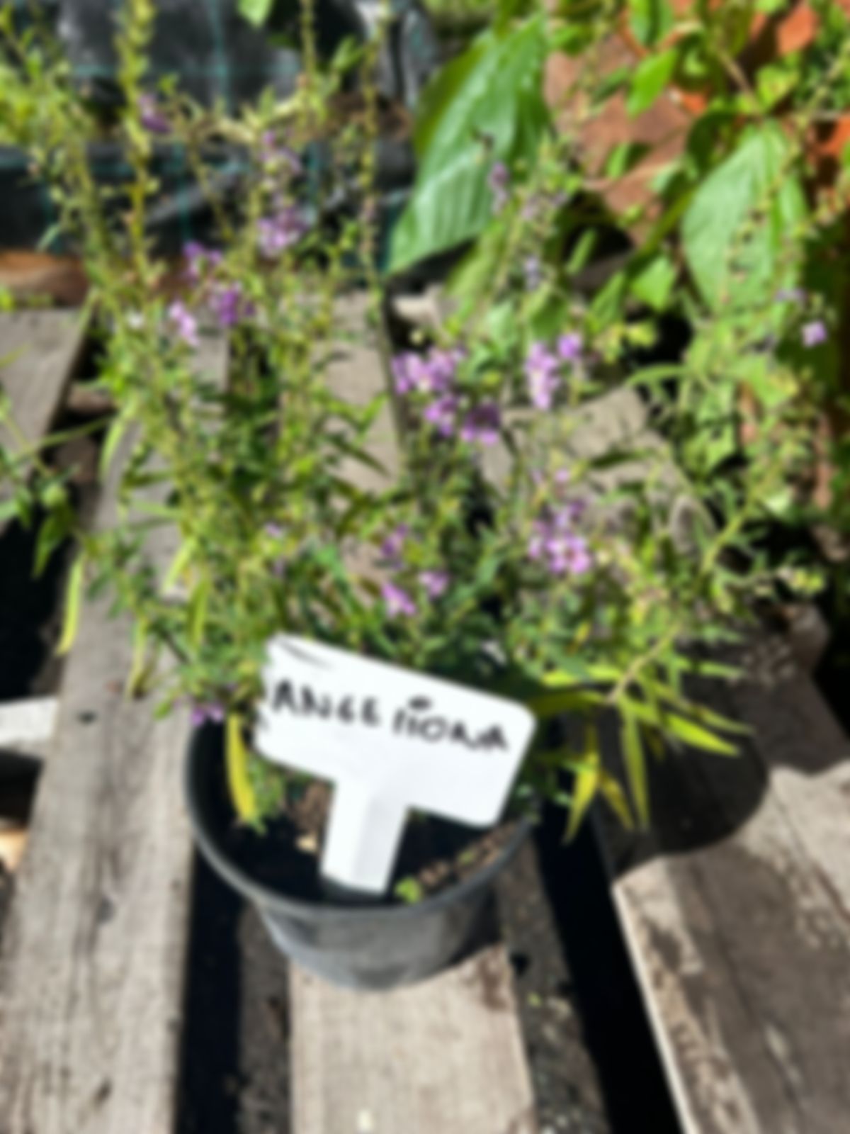Planta Angelina