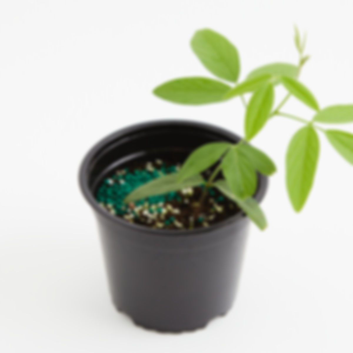 Green pigeon pea plant