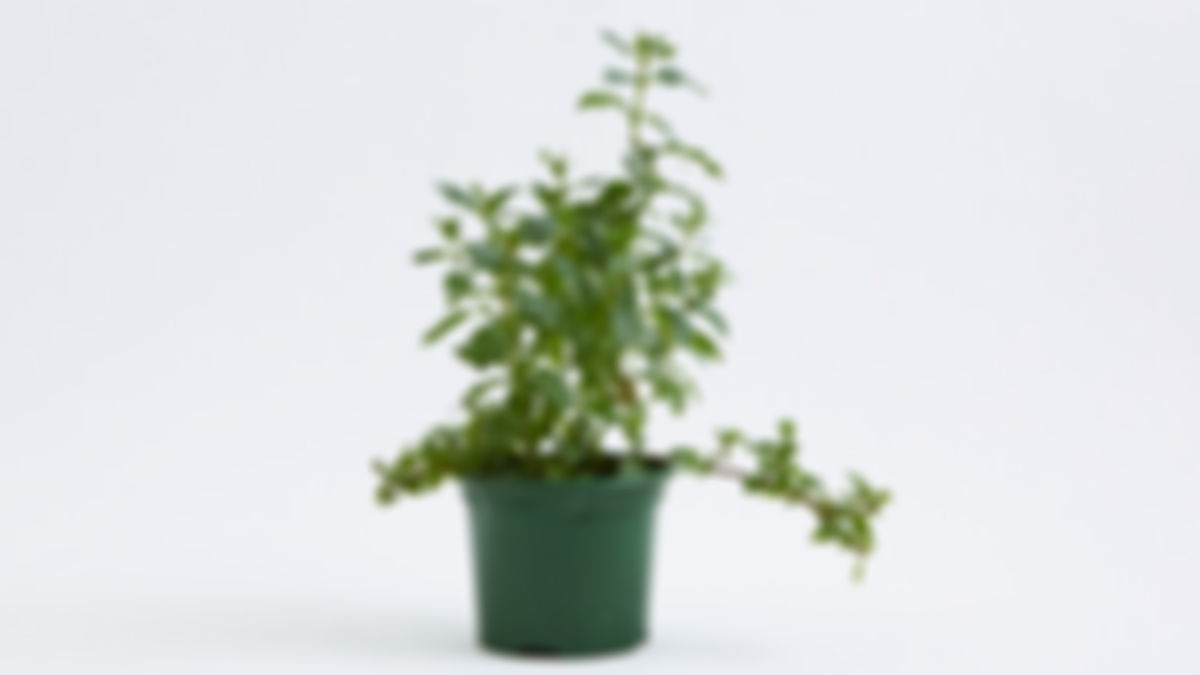 Planta huerto: menta