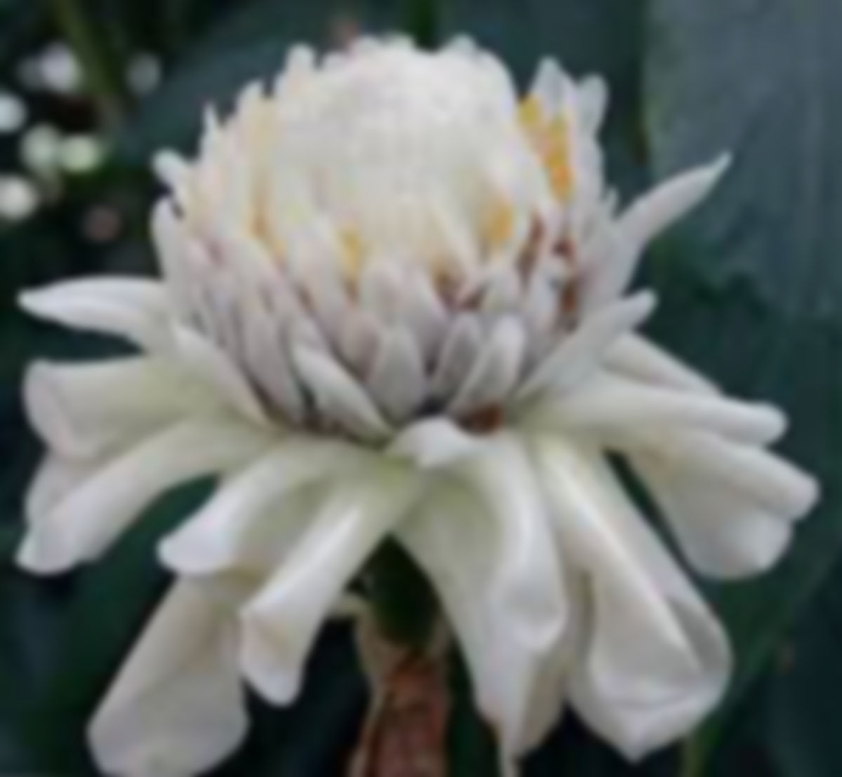 Flor Antorcha Blanca (each)