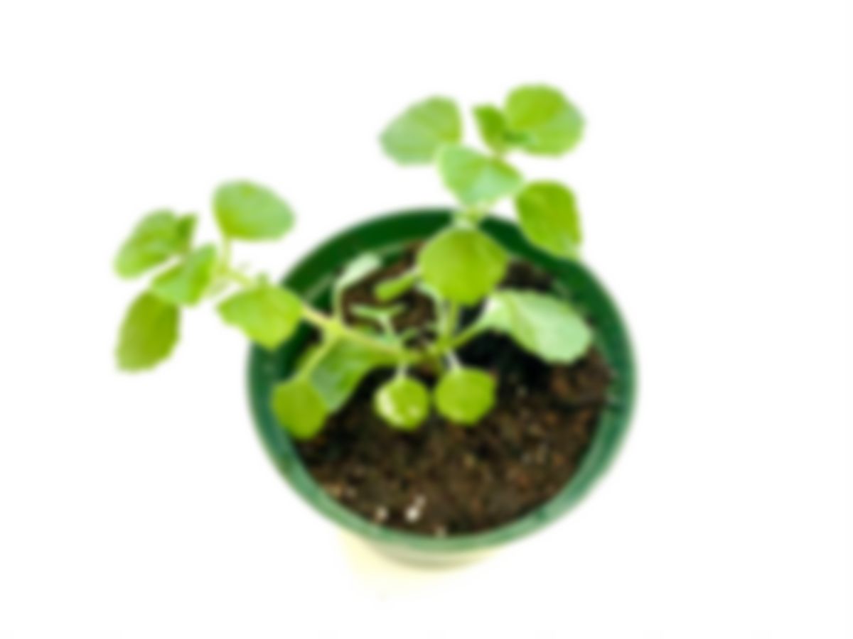 Planta medicinal: Plectranthus tomentosa (planta de Vicks)