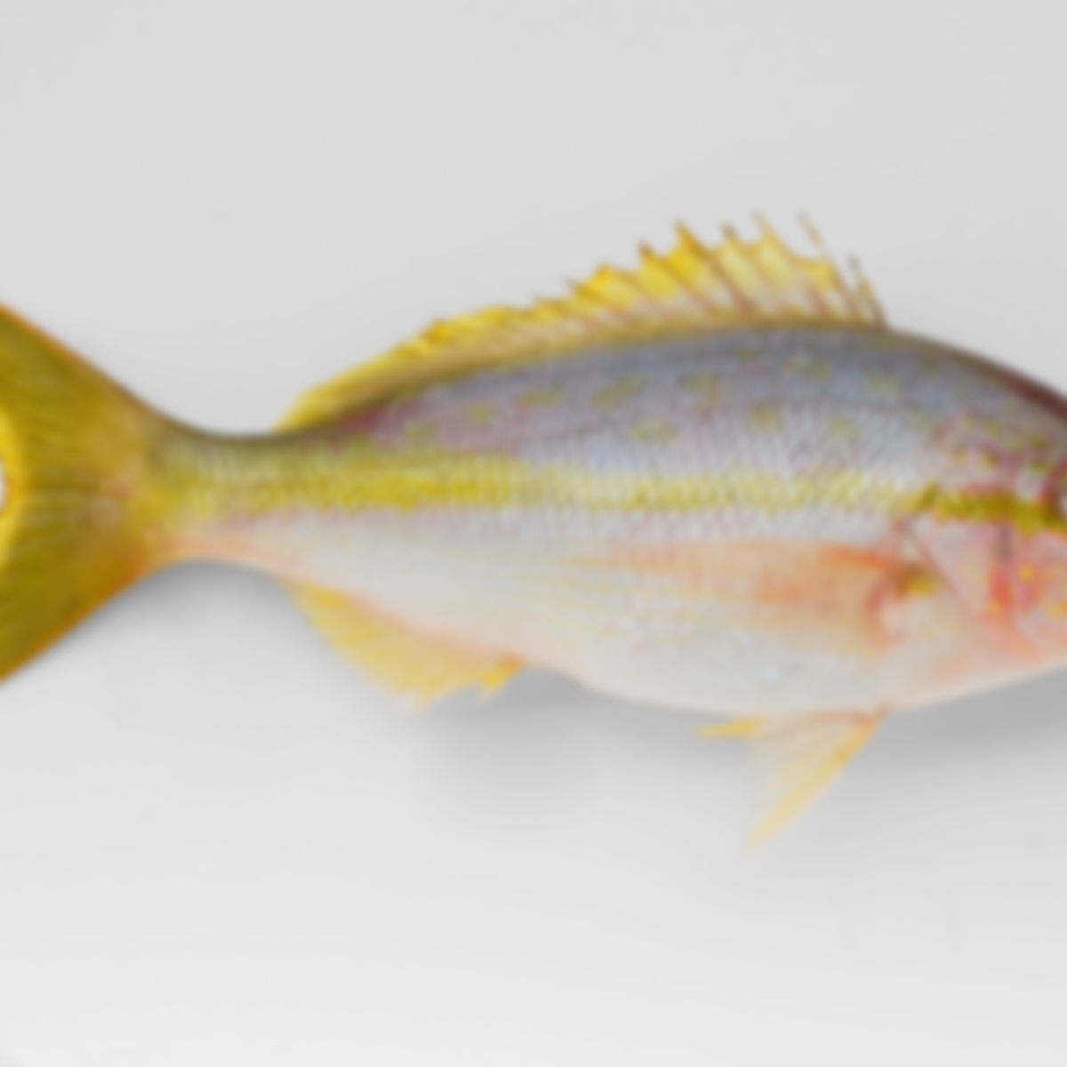 Pescado colirubia entera (0.5 - 1 lb)
