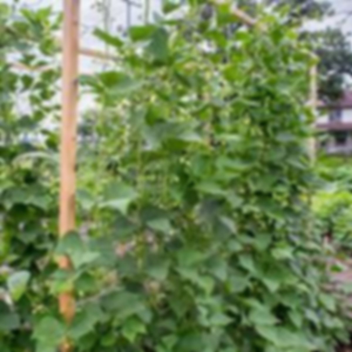 Planta huerto: Habichuela roja