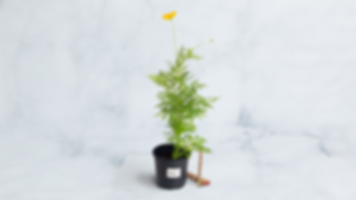 Planta huerto: Cosmo (flores comestibles)
