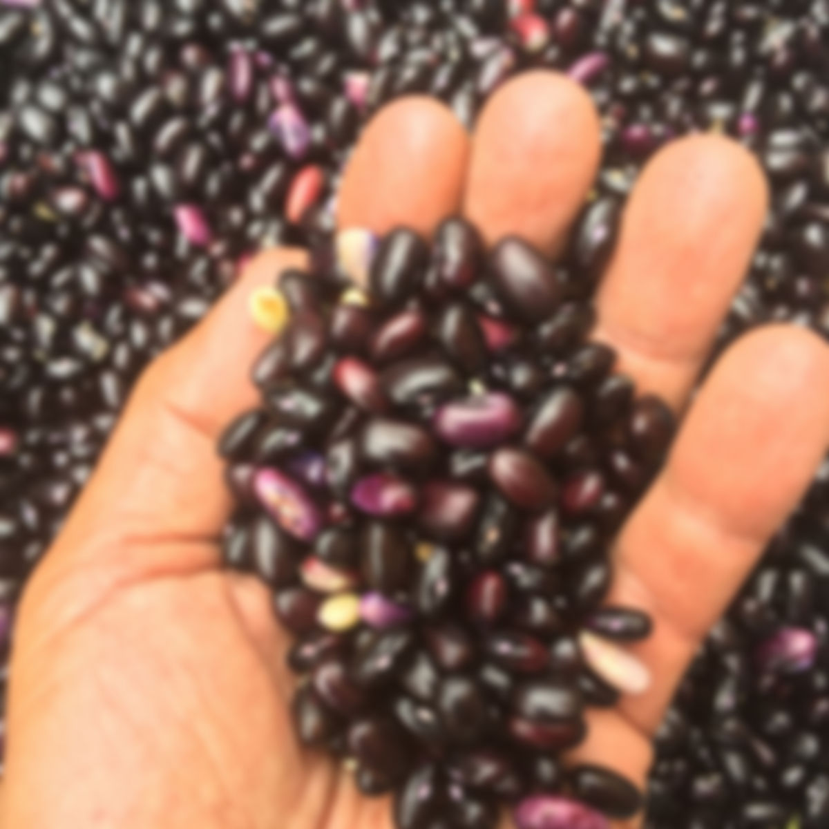 Habichuelas negras