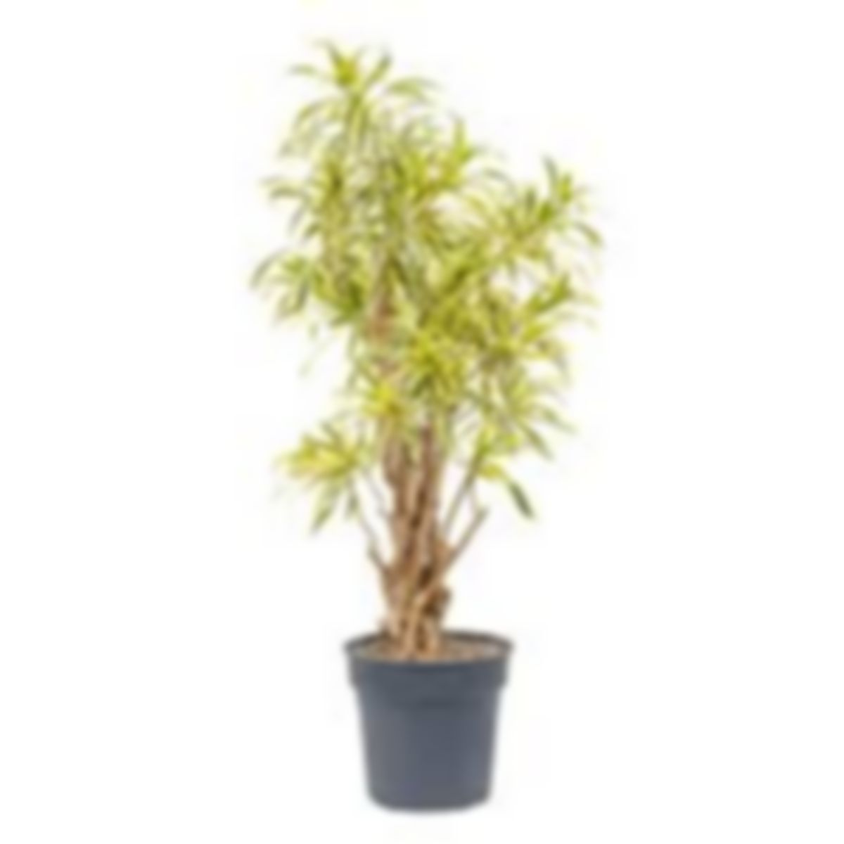 Pleomele Song of Indiana Plant
