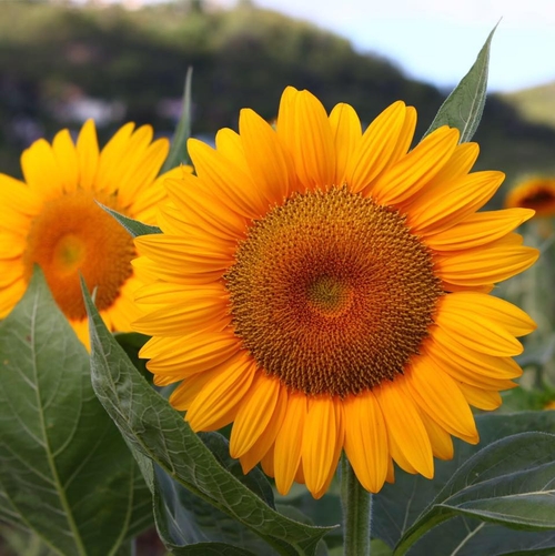 Finca Girasoles
