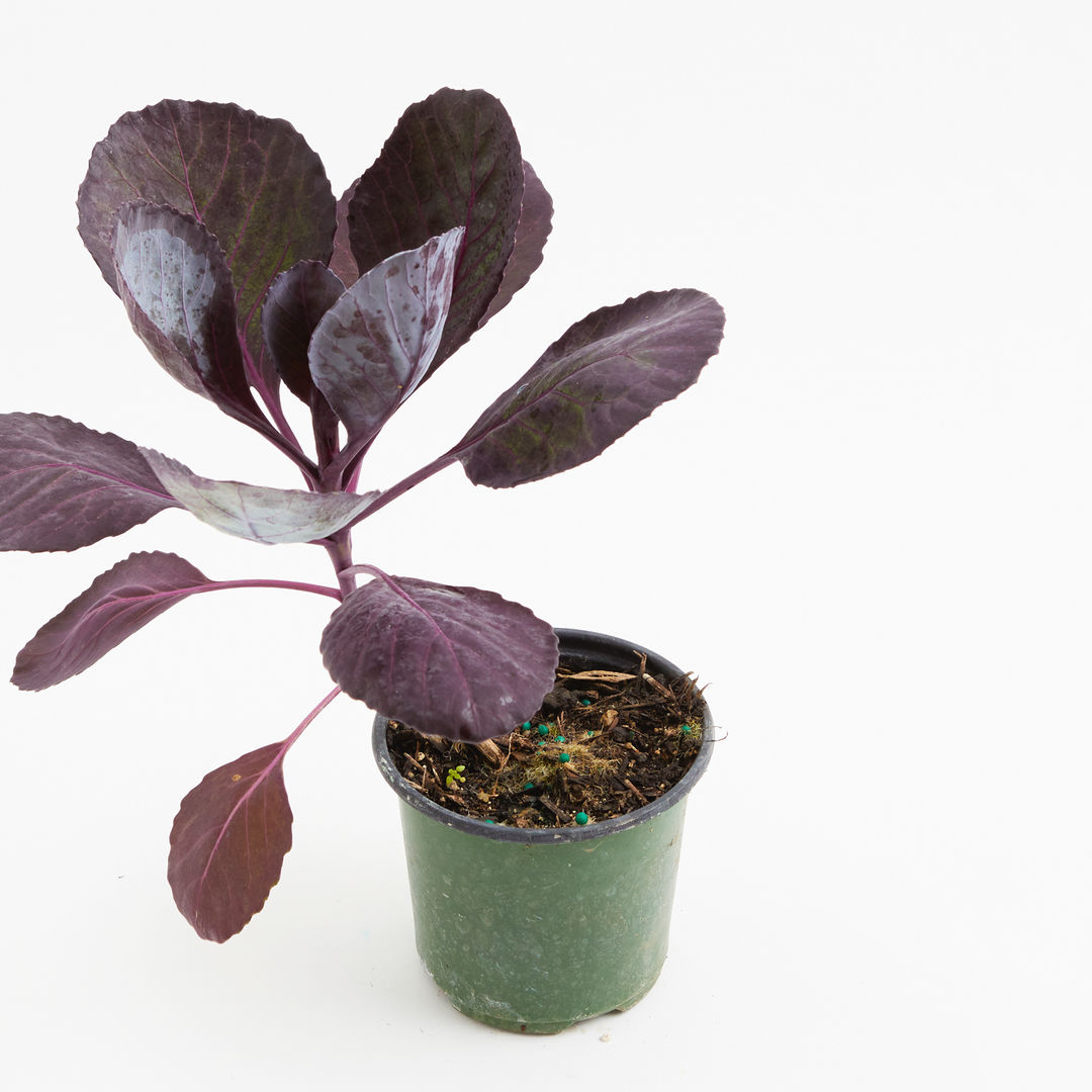 Purple cabbage plant Delivered to your door