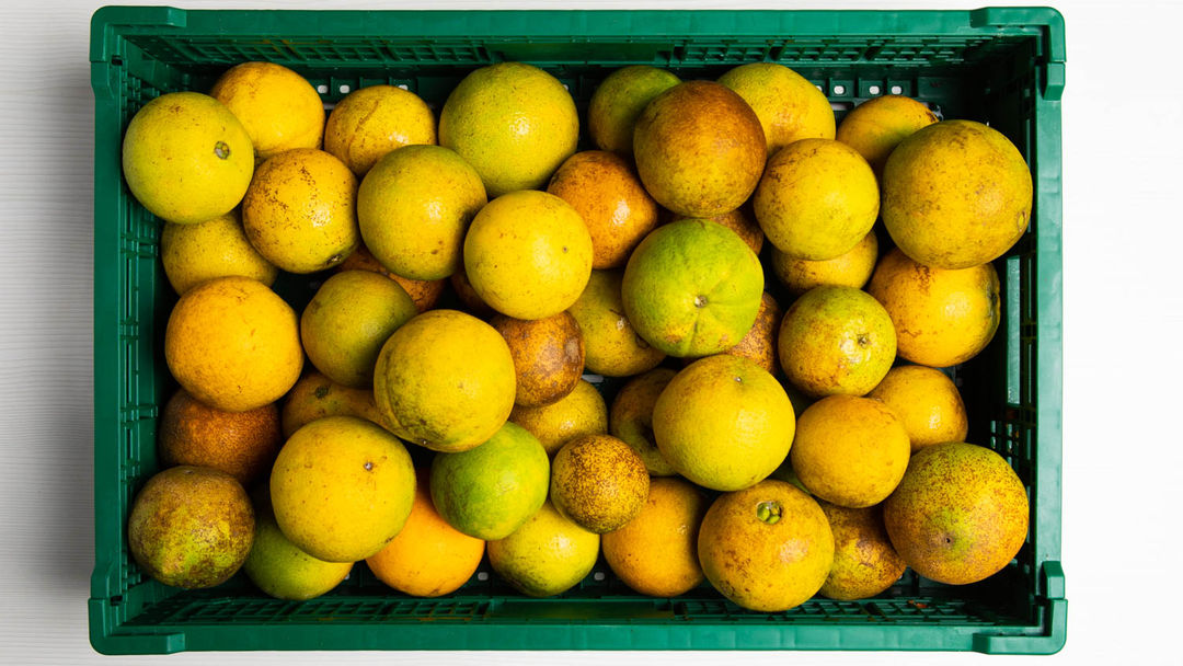 Oranges from Puerto Rico, bulk Delivered to your door
