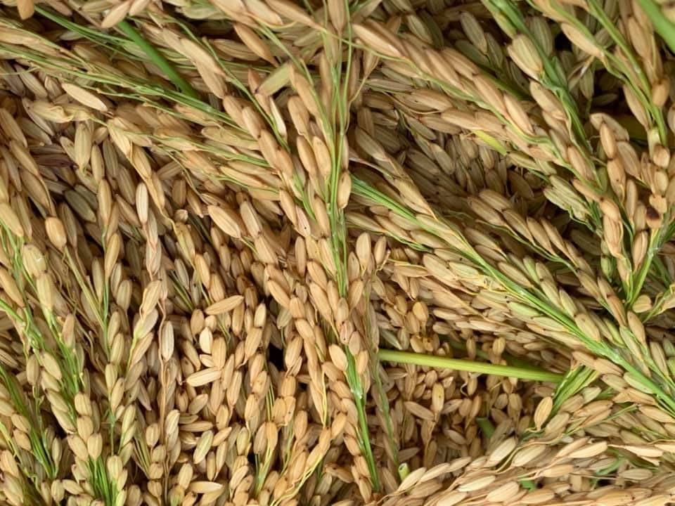 Proyecto Agroecologico San Isidro