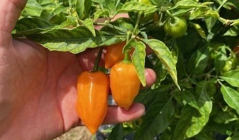 Caribe Agro