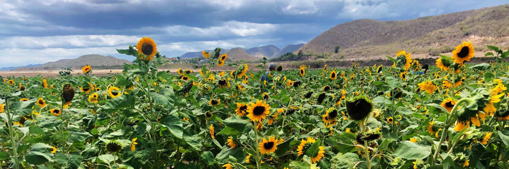 Finca Girasoles
