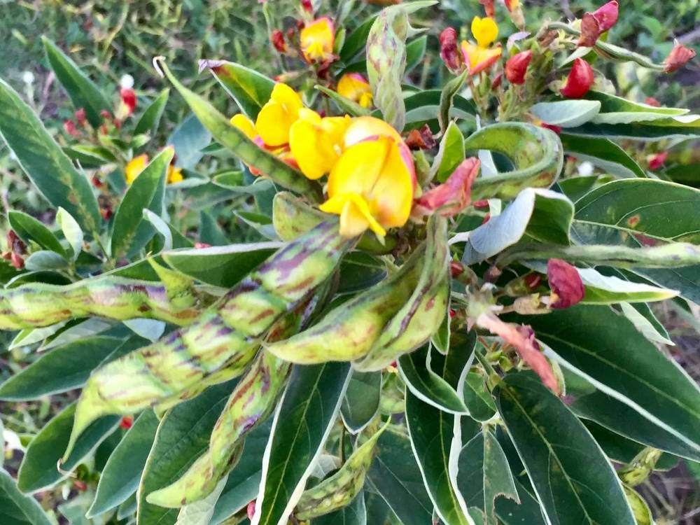 Finca Quandules