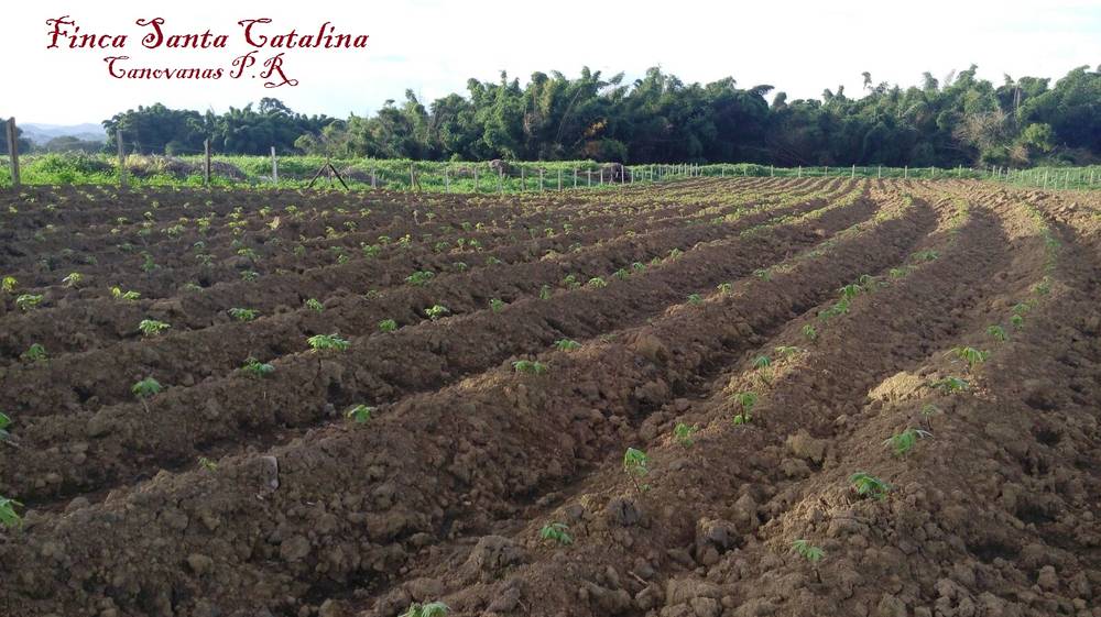 Finca Santa Catalina