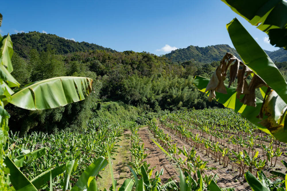 KyV farm