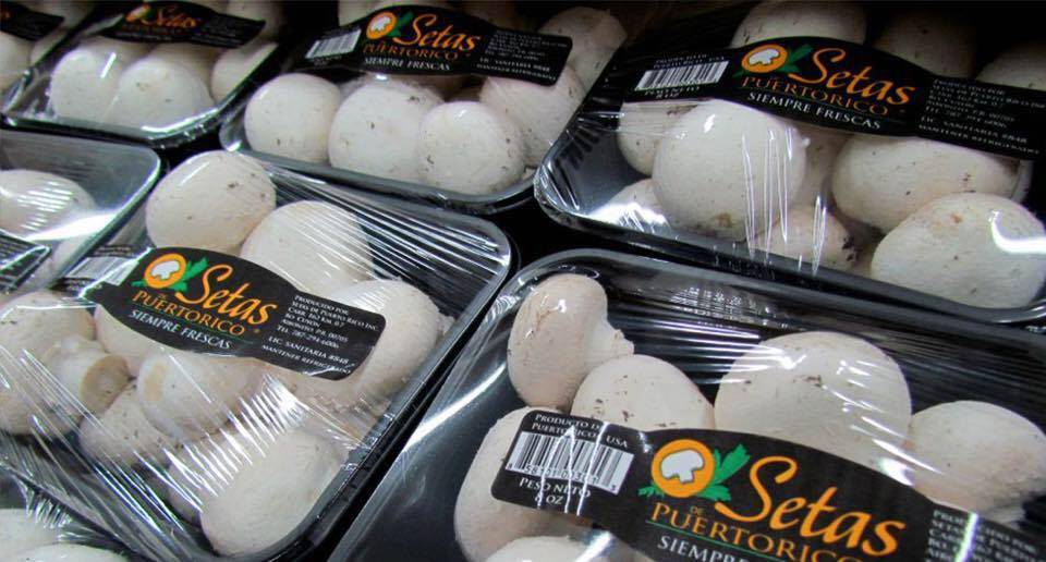 Setas de Puerto Rico