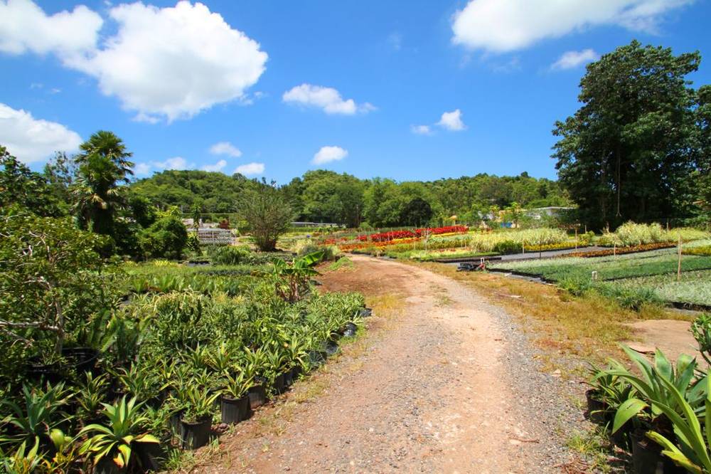 Byron Pike Nursery