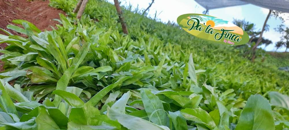 Productos pa la Finca by Glory