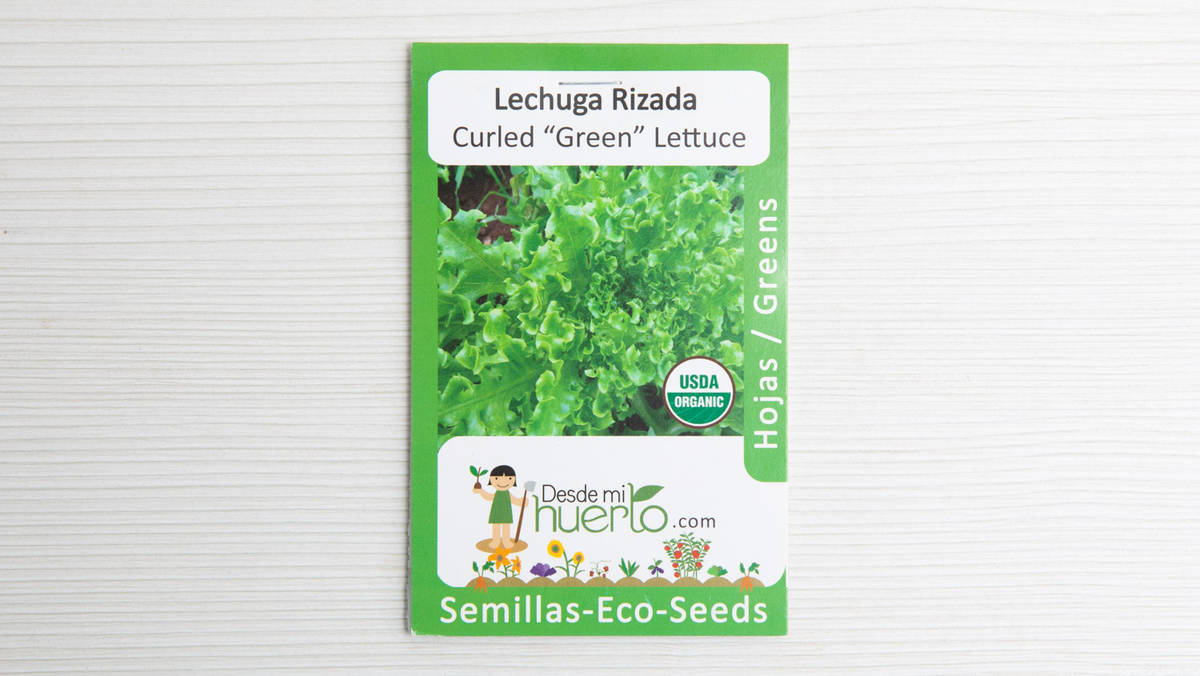 Semilla Lechuga Rizada