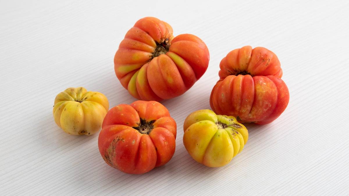 Tomate Gajilete