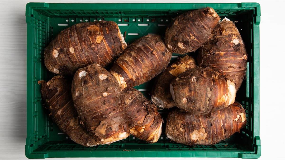 Malanga, bulk