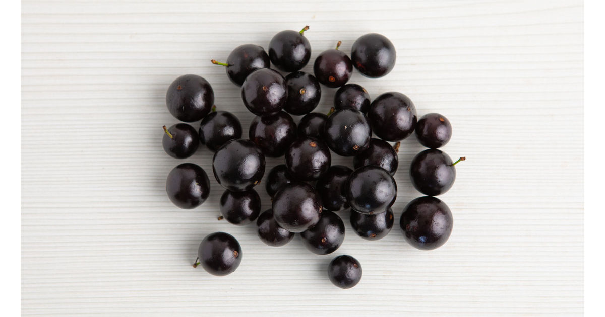 Jabuticaba (Brazilian grape tree)