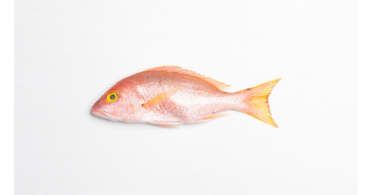 Whole snapper (0.5 - 1 lb)