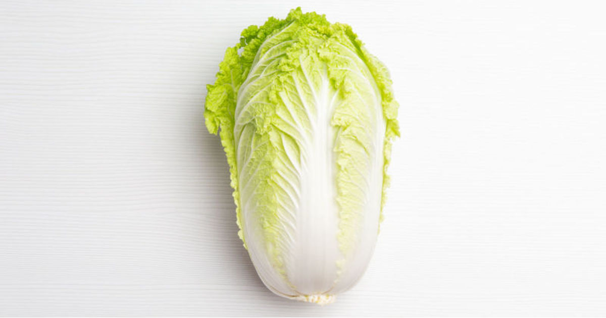 Napa cabbage