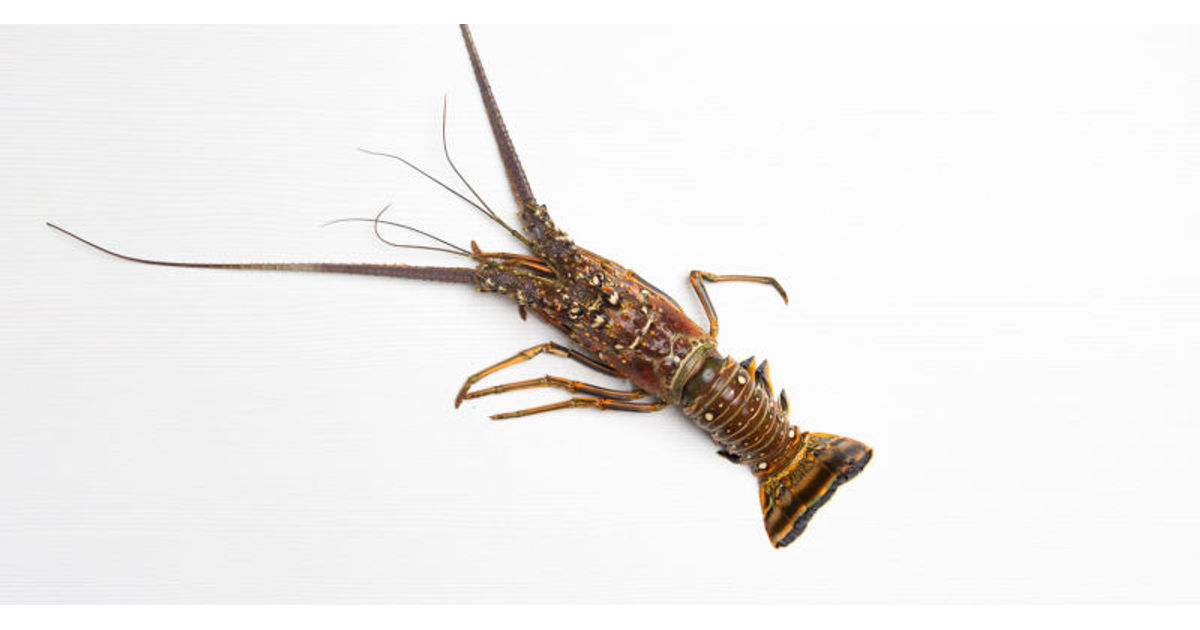 Langosta (1.5 - 2 lbs)