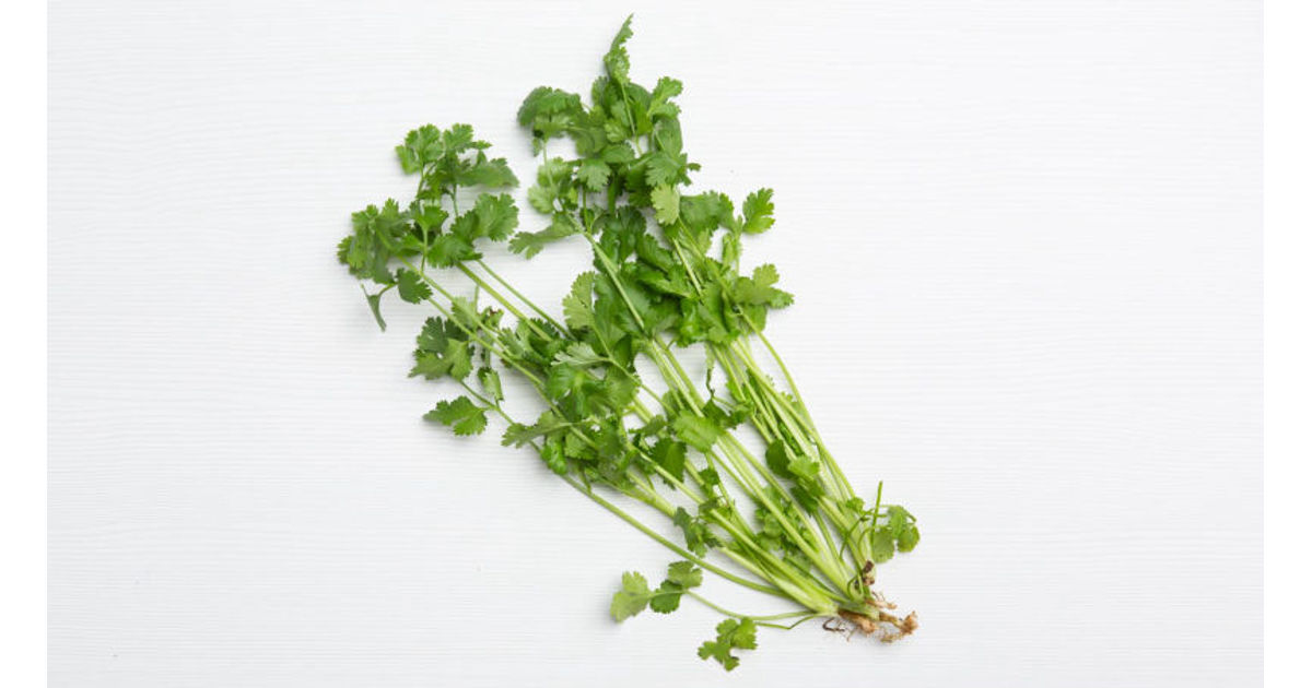 Cilantro
