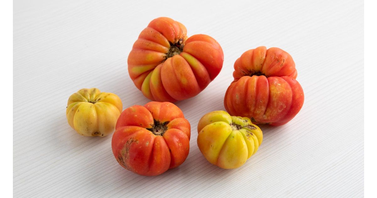 Gajilete tomato 