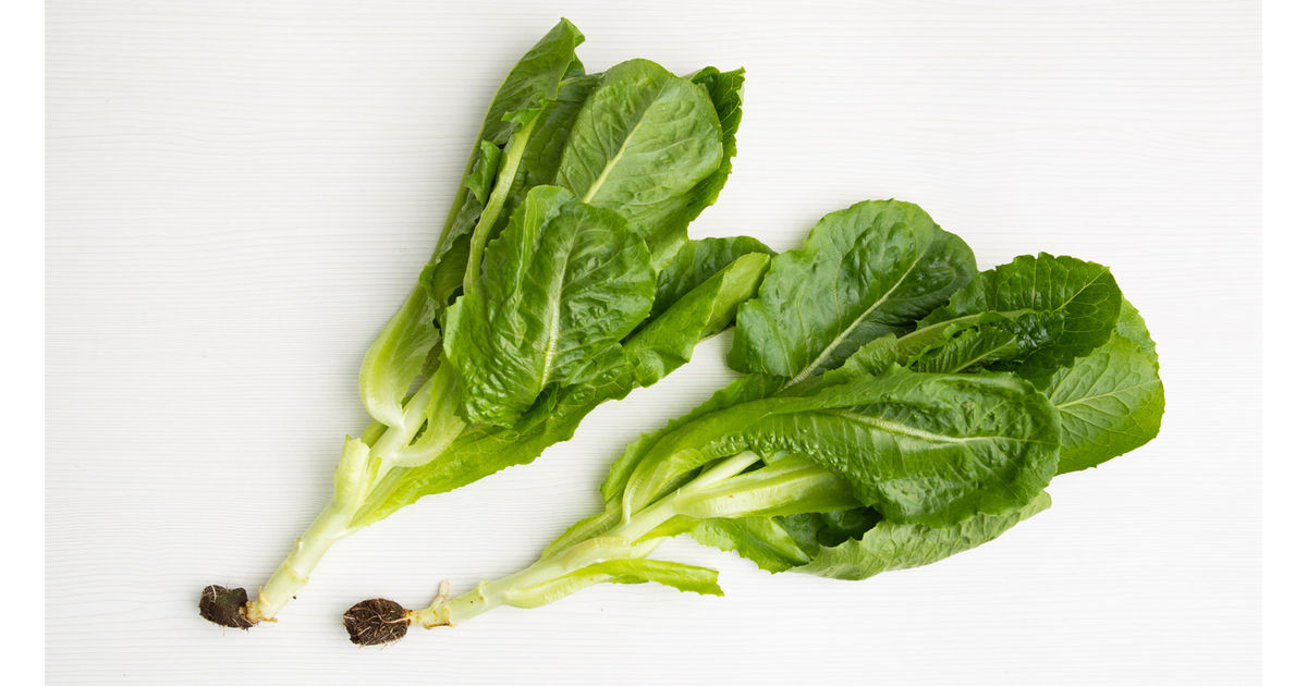 Romaine lettuce
