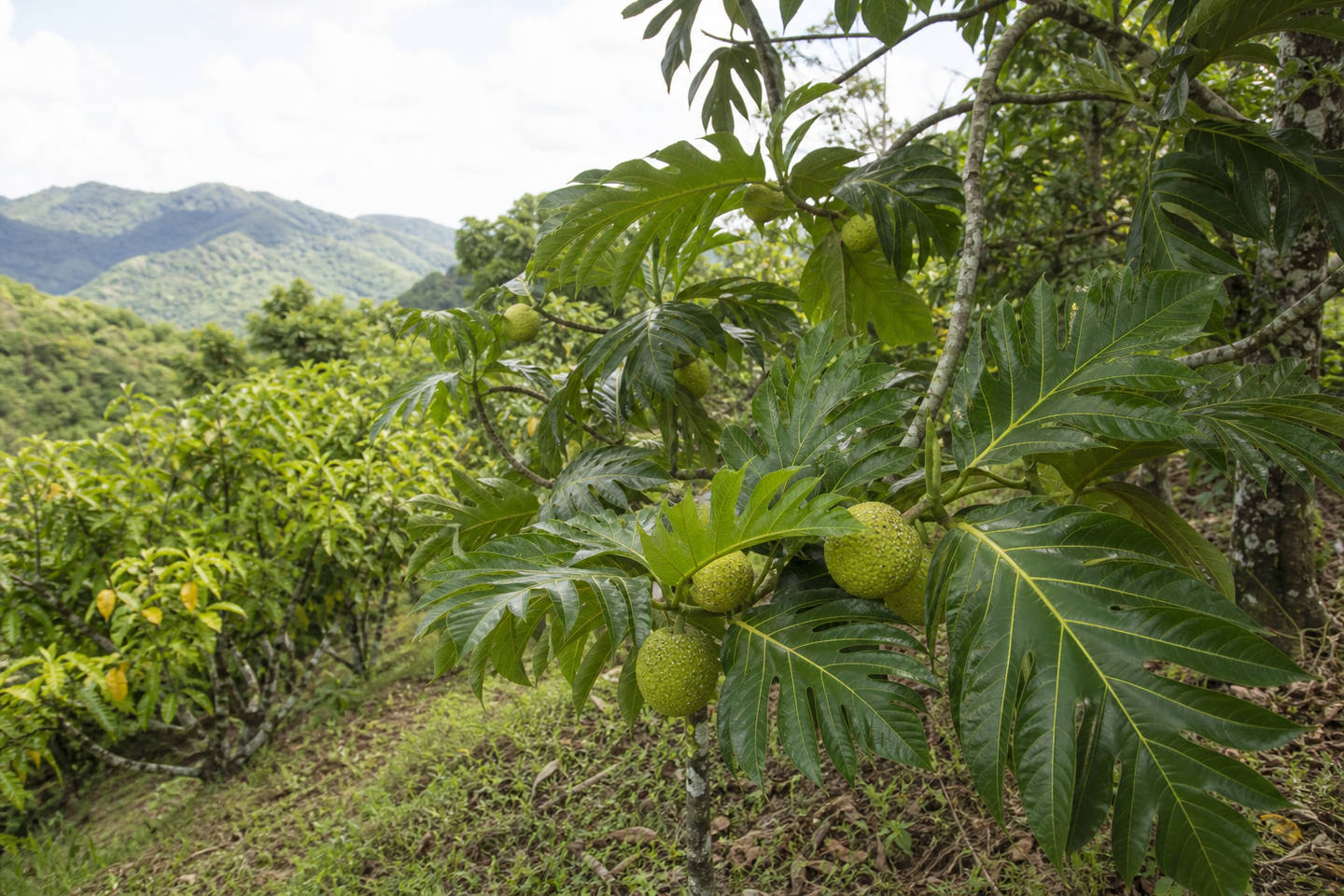 Árboles de pana cargados de frutos en la finca