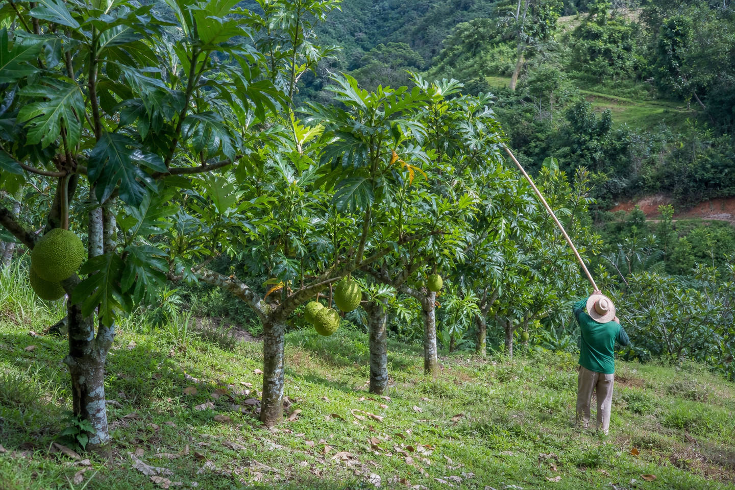 Árboles de pana podados bajitos para facilitar la cosecha