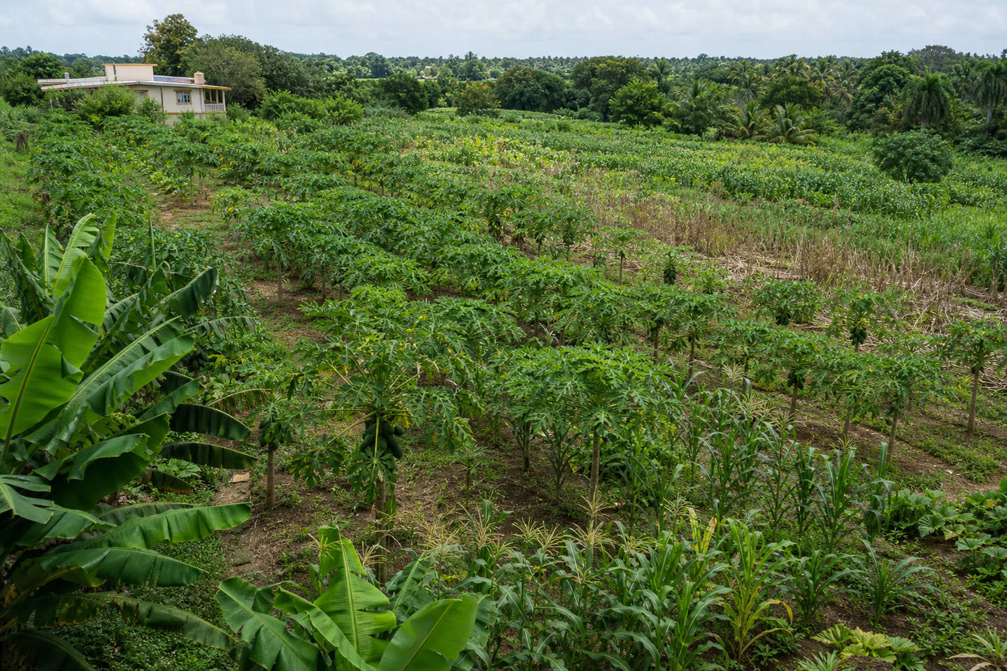 Finca Mi Casa en Camuy