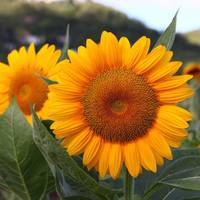 Logo de Finca Girasoles