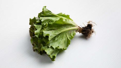 Lechuga Magenta