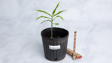 Planta huerto: jengibre