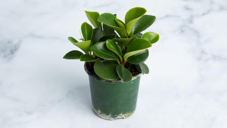 Planta ornamental: Peperomia obtusifolia 