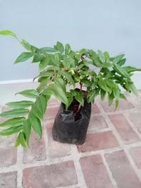 Jabotcaba Amarilla