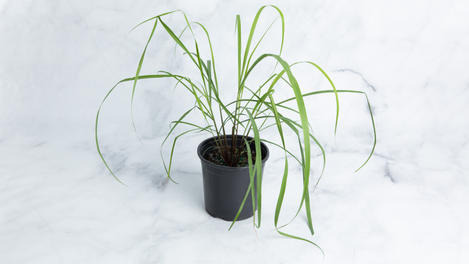 Planta huerto: limoncillo (3 galones)