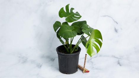 Planta ornamental: monstera deliciosa