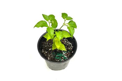 Planta huerto: pimiento morrón 