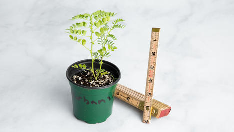 Planta huerto: garbanzo