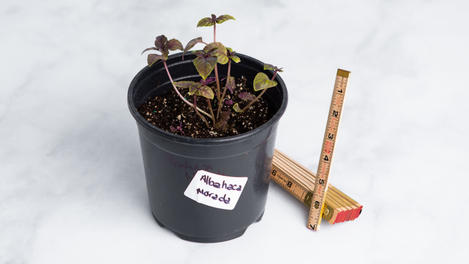 Planta huerto: Albahaca Morada