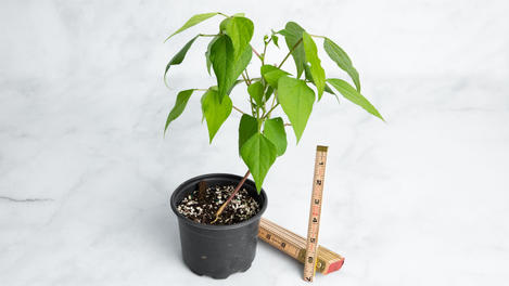 Planta huerto: Habichuela negra