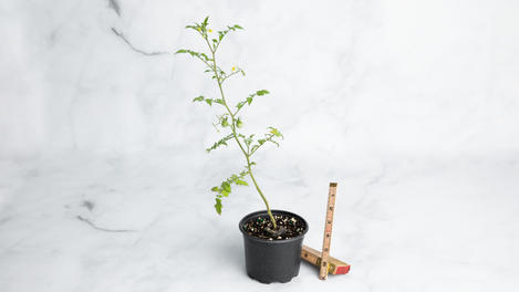 Planta huerto: tomate cherry