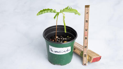 Planta: Tamarindo