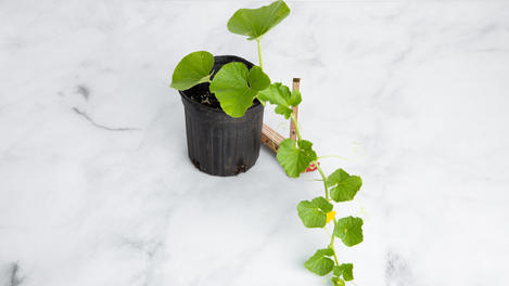 Planta huerto: Melón cantaloupe
